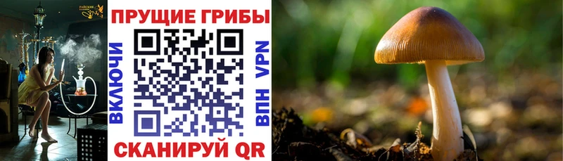 Псилоцибиновые грибы Psilocybine cubensis  Ясногорск 
